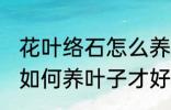 花叶络石怎么养叶子才好看 花叶络石如何养叶子才好看