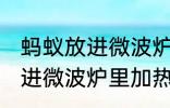 蚂蚁放进微波炉里加热会死吗 蚂蚁放进微波炉里加热会不会死