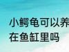 小鳄龟可以养在鱼缸里吗 小鳄龟能养在鱼缸里吗