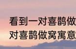 看到一对喜鹊做窝有什么兆头 看到一对喜鹊做窝寓意