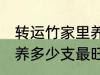 转运竹家里养几支最旺运 转运竹家里养多少支最旺运