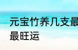 元宝竹养几支最旺运 元宝竹养多少支最旺运