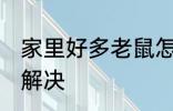 家里好多老鼠怎么办 家里有老鼠怎么解决