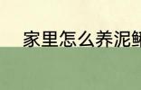 家里怎么养泥鳅 家里如何养泥鳅