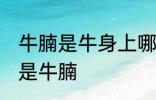 牛腩是牛身上哪里的肉 什么位置的肉是牛腩