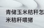 青储玉米秸秆怎样喂猪 如何做青储玉米秸秆喂猪