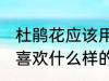 杜鹃花应该用什么样的土来养 杜鹃花喜欢什么样的土壤