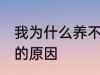 我为什么养不活杜鹃花 养不活杜鹃花的原因