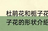 杜鹃花和栀子花长什么样 杜鹃花和栀子花的形状介绍