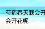 芍药春天栽会开花吗 芍药春天栽会不会开花呢