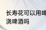 长寿花可以用啤酒浇吗 可以给长寿花浇啤酒吗