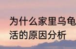 为什么家里乌龟养不活 家里乌龟养不活的原因分析