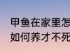 甲鱼在家里怎么养才不死 甲鱼在家里如何养才不死