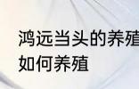 鸿远当头的养殖方法是什么 鸿远当头如何养殖